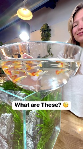 What are These? 🧐 | Aquarium Info