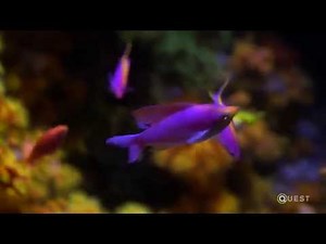 Bringing Fish Up from the Deep | Engineering Is