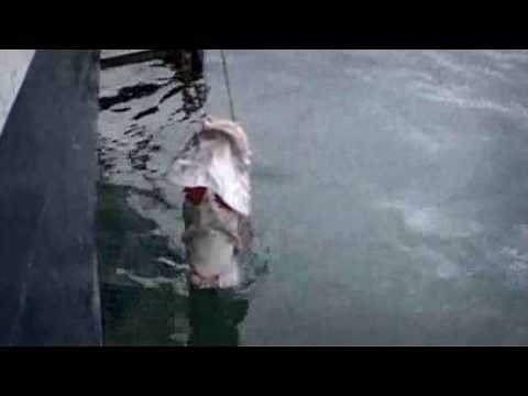 Colossal Giant Squid Capture