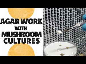 Doing Agar Work With Mushroom Cultures