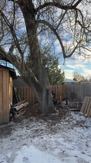 Another tight-spot removal in the books. This large Manitoba maple was overhanging the house and shed, but the crew worked with precision, safety, and full control of every piece coming down. SprucedUp getting it done the right way, every time.💪🏼🌲 | Spruced Up Tree Service & Landscape