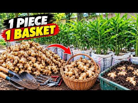 Beginner's Guide to Growing Ginger | Simple & Impressive!