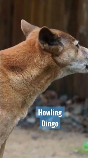 Howling Dingo in Cape York, Queensland, Australia