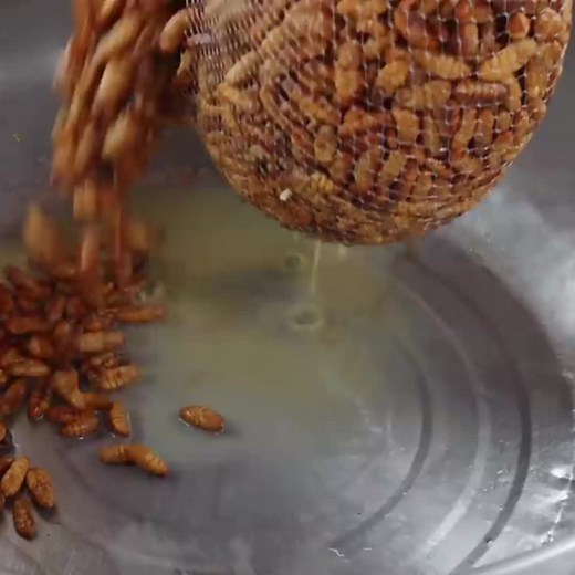 Asian Food Nightmare!! Cambodia’s Insect Eating Obsession!! part 2 #crazy #nightmare #cambodia #eating #obsession #besteverfoodreviewshow