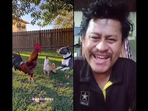 hen competition and dog #hen #dogfunnyvideos