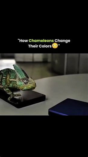 @worldwar.io | Chameleons can change their skin color to match their surroundings, helping them hide from predators, communicate, and control body... | Instagram