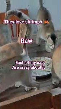 Each of my cats are crazy about Raw shrimps 🦐 They love it raw or cooked, both ways