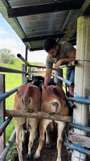#ganaderia #carne #ceba #amigos