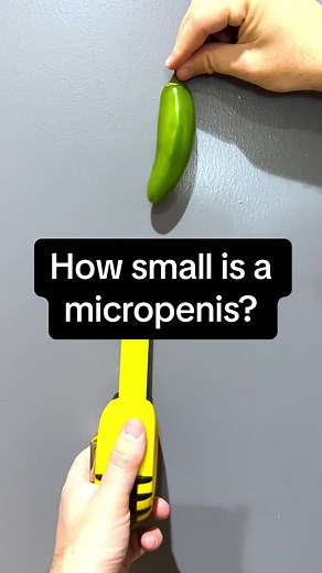 Understanding Average Penis Size and Micropenis Facts