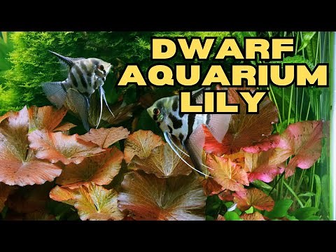 Dwarf Aquarium Lily: A Care Guide for the Aquatic Plant Lover