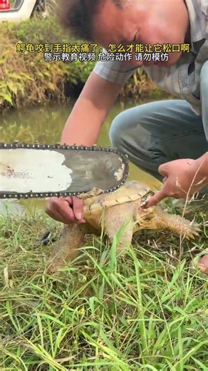 The finger bitten by a snapping turtle hurts so much. How can I get it to let go? Popular warnin
