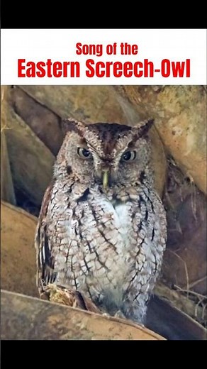 Night Song of the Eastern Screech Owl. #Owl #ScreechOwl #Birds #Nature #Animals #ytshorts #Shorts.