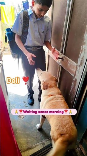 #doli #funny Waiting sence morning ❣️#doli #labrador