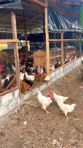 local chicken farming business