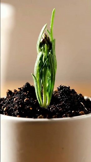 Growing Cornflower From Seed Time Lapse – 77 Days