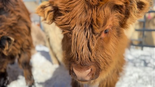 Based on all the lipsmacking I am seeing and loving I am getting to do, I am going to say the new calf creep area is a success! #scottishfold #snowday #lovethislife #babyitscoldoutside #playtime #babies #highlandcow #northcarolina | Ridge Runner Farm
