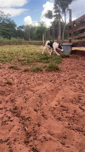 Pepito Meller: Exploring the Shepdog Training Techniques
