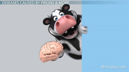 Diseases Caused by Contaminated Food