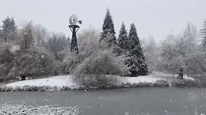 Enfield Farms in the snow today!! Observation post below. | Whatcom County Weather