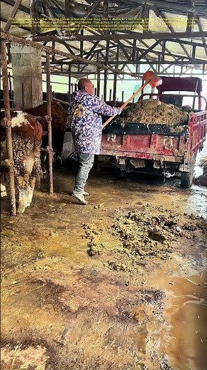 Shoveling Manure: How This Task Powers Sustainable Farming