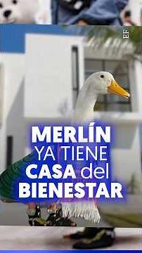 Sheinbaum HELPS Merlín and his family GET A HOUSE
