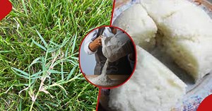 Nakuru university students invent Ugali flour made from grass, ready to sell it