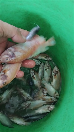 Day 1 of Raising Catfish and Tilapia #mrmand #fishing #angling