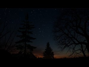 Twilight Forest Vibes with Chirping Crickets | ASMR Ambience for Sleep, Study & Tranquility