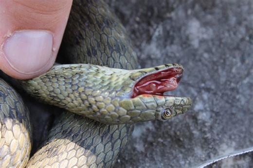 These snakes not only fake their own deaths, they use gory special effects to do it