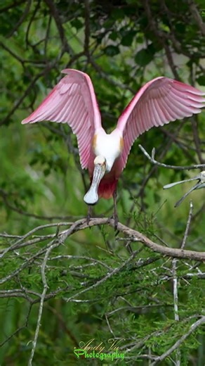 Motion Takeoff: Roseate Spoonbill Soars from Ground to Tree #birds #wildlife #nature #birdbehavior