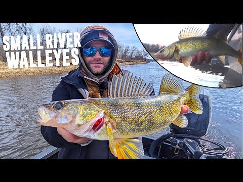 Catching a TON of Spring Walleyes in SMALL River!