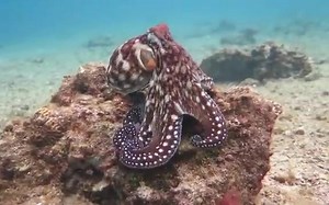 Octopus changes color and texture Eilat