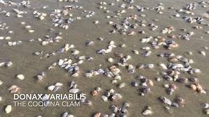 One of the critters most likely to be encountered by summer beachgoers is the coquina clam Donax variabilis. These tiny bivalves are common but patchy residents of ocean beaches from New York to Texas. A sign of healthy waters, they filter plankton and other small organisms from the surf zone, and are an important food source for shorebirds and some fishes. | Virginia Institute of Marine Science
