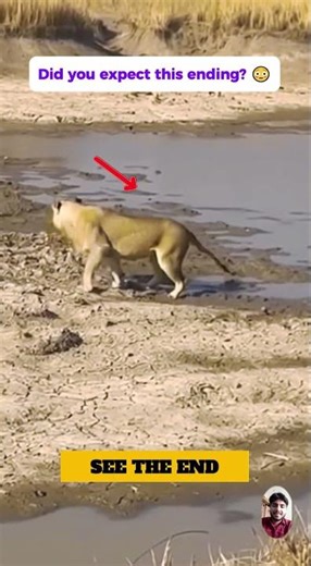Antelope Fights Back Against Lioness! 😱🦁 #animals #wildlifeentertainment #wildliferescue #wildlife