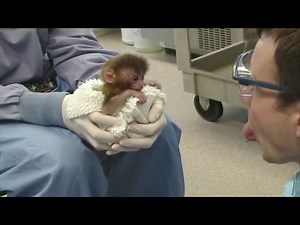 Imitation by new born baby monkey