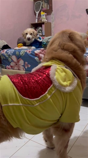 Akhirnya di ambil sama Bobo