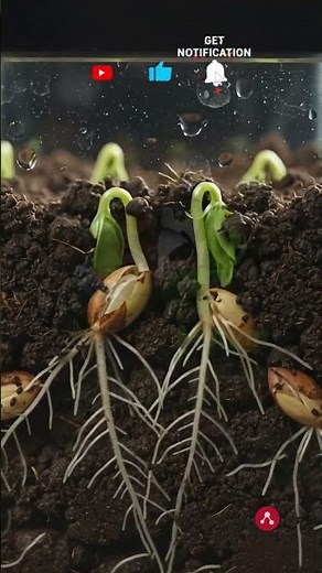 How Jasmine Transforms From Seed to Flower #timelapse #gardening