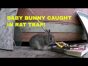 BABY BUNNY CAUGHT IN RAT TRAP!