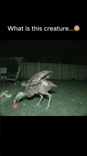 Dodo Bird like Creature Caught on Camera