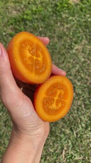 The pattern inside a tree tomato looks like so many things. What do you see? 🌳#treetomato #tamarillo #tomatodearbol