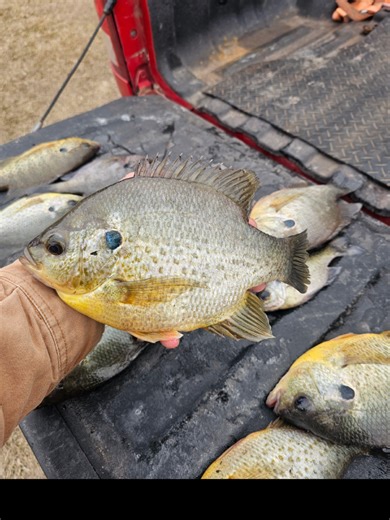 little shell cracker fun this morning before the bad weather gets here #outdoors #fy #shellcracker #altamahariver #usa🇺🇸