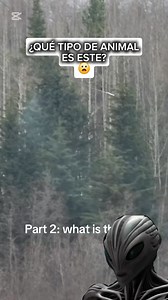 Grabe este video pero no que tipo de animal es. 🤔😧🫨 #criaturas #rods #criptozoologia #CriaturaMisteriosa #teoriasconspirativas | Aliens y Conspiración