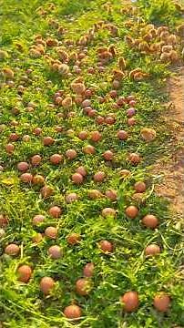 How I Turned An Old Fridge Into A Chick Incubator #shorts