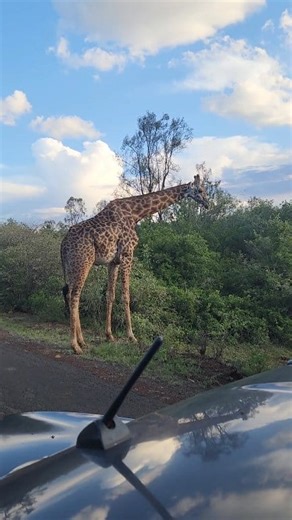 Did You Know? Tomorrow, 21st June, is World Giraffe Day - marked on the longest day of the year in the Northern Hemisphere as a symbolic tribute to the tallest land animal on Earth! Stay tuned as we shine a spotlight on the graceful giraffe and the efforts to protect it in our wild spaces. 🦒 #WorldGiraffeDay #StandTallforGiraffes #ThrivingWildlifeForever #TunzaMaliYako | Kenya Wildlife Service
