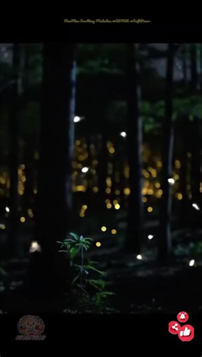 Firefly Lullaby: Peaceful Sleep With a Magical Light Show Firefly Magic: Symphony of Soothing Sounds - the mesmerizing dance of fireflies in slow-motion, highlighting their unique bioluminescence. - gentle, calming display of the beauty and wonder of fireflies, their natural rhythm, and their connection to nighttime. - fireflies blinking in different patterns and formations, creating a visually enchanting experience. Symphony of Soothing Sounds - This music selection emphasizes gentle and relaxi