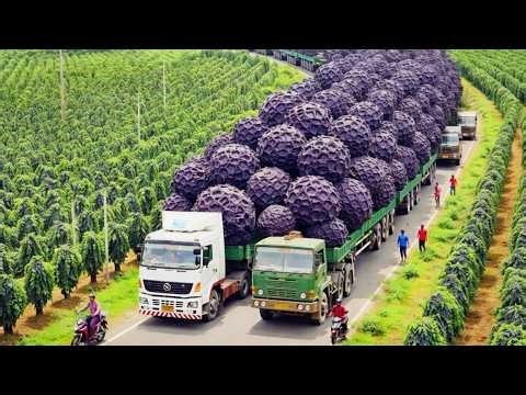 Inside Vietnam Black Pepper Farming: Harvesting and Processing Process