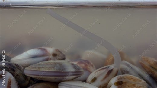 The close-up video shows the elongated mouth of a bivalve clam protruding from its shell.