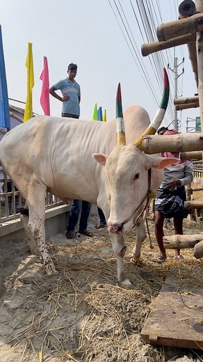 Long Horn Halikar Hariyana Cow Truck Unloading | Gorur Mela #Qurbani #KurbaniEid #DecoratedBull #brahman #longhorns #texasBrahman #paglagoru #borogoru #giantbull #gyrolando #sibbi #mandi #cholistanicow #cow #bulls #bigcow #buffalo #jafrabadiBuffalo #jafrabadi #piemonteseBull #Piemontese #redBrahmanBull #brahmanrojo #ThaiBrahman #Khillarbull #IndianBull #RomagnolaBull #BrangusBull #Braford #BrafordBull | Guy with The Big Cows