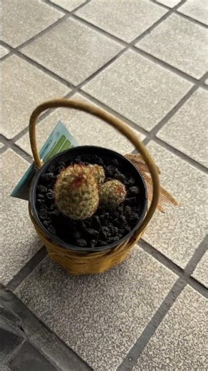 🌵 Cute Little Cactus | Mini Succulent Aesthetic