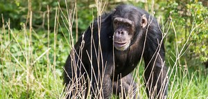 Impactante video muestra cómo el hambre lleva a chimpancés a cazar otros monos